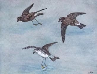 Wilsons petrell, Harcourt- eller Madeiras petrell, vitskäggig eller fregattpetrell (litografi)