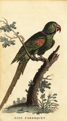 Alexandrine parakit, Psittacula eupatria., 1800 (gravyr)