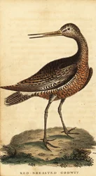Stångsvansspov, Limosa lapponica., 1800 (gravyr)