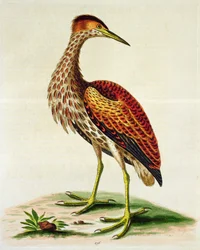 Bittern från Hudson