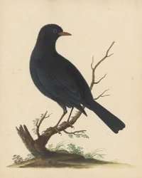 [Svart fågel]