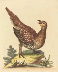 Brunfläckig fågel