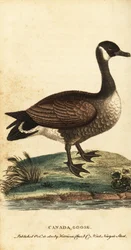 Kanadagås, Branta canadensis., 1800 (gravyr)