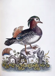 Kinesisk kricka, 1746