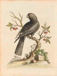 George Edwards, Birds I Singapore Plåt 5