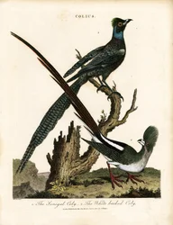 Glänsande starar (Colius)