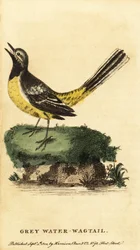 Grå vippsvans, Motacilla cinerea. ,1800 (gravyr)