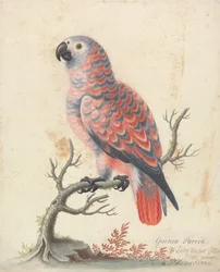 Guinea papegoja
