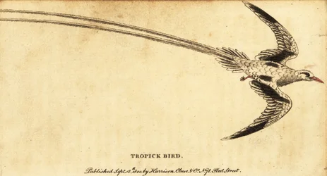 Rödnäbbade tropicbird, Phaethon aethereus., 1800 (gravyr)