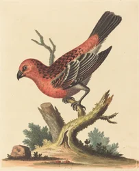 Röd och svart fågel