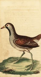 Sora, Porzana carolina. ,1800 (gravyr)