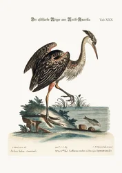 Den askfärgade hägern från Nordamerika, 1749-73
