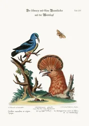 Den svarta och blå trädkryparen och härfågelhonan, 1749-73
