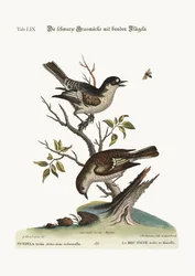 Steglitshanen. Steglitshonan, 1749-73