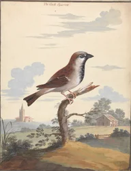 Sparvhanen