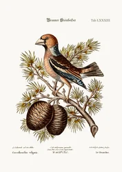 Gros-Beak eller Haw-Finch, 1749-73
