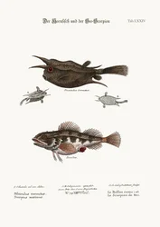 Den hornförsedda fisken och havsskorpionen, 1749-73