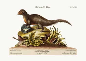 Den indiska Ichneumon, 1749-73