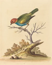 Den rödhåriga finken från Surinam, 1741.