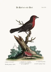 Den rödbröstade svartfågeln, 1749-73