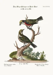 De rödstrupiga flugsnapparna, hane och hona, 1749-73
