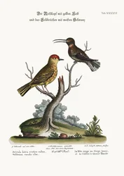 Den gula gråsiskan och den vitstjärtade kolibrin, 1749-73