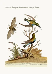 Den svartbukiga gröna kolibrin, 1749-73