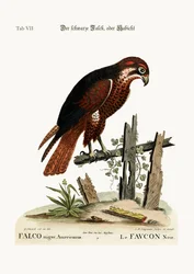 Den svarta höken eller falken, 1749-73