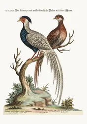 Den svartvita kinesiska fasantuppen med sin höna, 1749-73