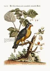 Den lilla svart- och orangefärgade indiska höken, 1749-73