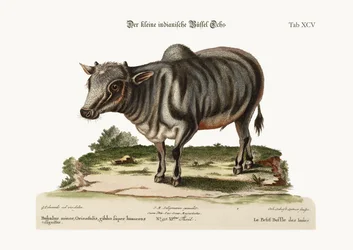 Den lilla indiska buffeln, 1749-73