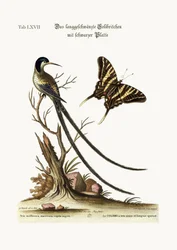 Den långstjärtade svarthättade kolibrin, 1749-73