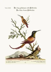 Den långstjärtade röda kolibrin. Den lilla bruna kolibrin, 1749-73