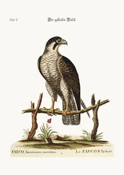 Den fläckiga höken eller falken, 1749-73