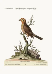 Den gulhuvade Linnet, 1749-73
