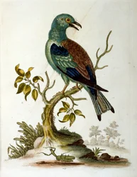 Akvarellillustration från en bok med sällsynta fåglar av G Edwards 1750. George Edwards (1694-1773) var en brittisk naturforskare och ornitolog. Han reste mycket genom Europa och studerade naturhistoria och fåglar i synnerhet. Han fick ett visst erkännande