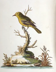 Akvarellillustration från en bok med sällsynta fåglar av G Edwards 1750. George Edwards (1694-1773) var en brittisk naturforskare och ornitolog. Han reste mycket genom Europa och studerade naturhistoria och fåglar i synnerhet. Han fick ett visst erkännande