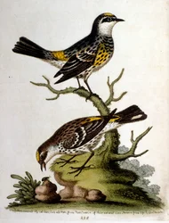 Akvarellillustration från en bok med sällsynta fåglar av G Edwards 1750. George Edwards (1694-1773) var en brittisk naturforskare och ornitolog. Han reste mycket genom Europa och studerade naturhistoria och fåglar i synnerhet. Han fick ett visst erkännande
