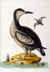 Akvarellillustration från en bok med sällsynta fåglar av G Edwards 1750. George Edwards (1694-1773) var en brittisk naturforskare och ornitolog. Han reste mycket genom Europa och studerade naturhistoria och fåglar i synnerhet. Han fick ett visst erkännande