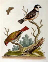 Akvarellillustration från en bok med sällsynta fåglar av G Edwards 1750. George Edwards (1694-1773) var en brittisk naturforskare och ornitolog. Han reste mycket genom Europa och studerade naturhistoria och fåglar i synnerhet. Han fick ett visst erkännande