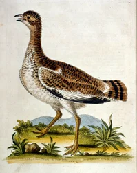 Akvarellillustration från en bok med sällsynta fåglar av G Edwards 1750. George Edwards (1694-1773) var en brittisk naturforskare och ornitolog. Han reste mycket genom Europa och studerade naturhistoria och fåglar i synnerhet. Han fick ett visst erkännande