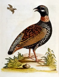 Akvarellillustration från en bok med sällsynta fåglar av G Edwards 1750. George Edwards (1694-1773) var en brittisk naturforskare och ornitolog. Han reste mycket genom Europa och studerade naturhistoria och fåglar i synnerhet. Han fick ett visst erkännande