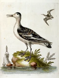 Akvarellillustration från en bok med sällsynta fåglar av G Edwards 1750. George Edwards (1694-1773) var en brittisk naturforskare och ornitolog. Han reste mycket genom Europa och studerade naturhistoria och fåglar i synnerhet. Han fick ett visst erkännande