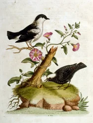 Akvarellillustration från en bok med sällsynta fåglar av G Edwards 1750. George Edwards (1694-1773) var en brittisk naturforskare och ornitolog. Han reste mycket genom Europa och studerade naturhistoria och fåglar i synnerhet. Han fick ett visst erkännande