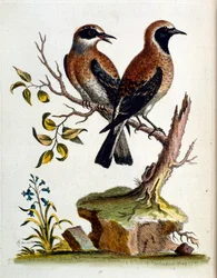 Akvarellillustration från en bok med sällsynta fåglar av G Edwards 1750. George Edwards (1694-1773) var en brittisk naturforskare och ornitolog. Han reste mycket genom Europa och studerade naturhistoria och fåglar i synnerhet. Han fick ett visst erkännande