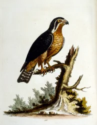 Akvarellillustration från en bok med sällsynta fåglar av G Edwards 1750. George Edwards (1694-1773) var en brittisk naturforskare och ornitolog. Han reste mycket genom Europa och studerade naturhistoria och fåglar i synnerhet. Han fick ett visst erkännande