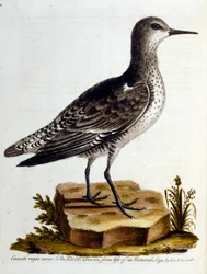 Akvarellillustration från en bok med sällsynta fåglar av G Edwards 1750. George Edwards (1694-1773) var en brittisk naturforskare och ornitolog. Han reste mycket genom Europa och studerade naturhistoria och fåglar i synnerhet. Han fick ett visst erkännande