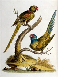 Akvarellillustration från en bok med sällsynta fåglar av G Edwards 1750. George Edwards (1694-1773) var en brittisk naturforskare och ornitolog. Han reste mycket genom Europa och studerade naturhistoria och fåglar i synnerhet. Han fick ett visst erkännande
