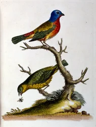 Akvarellillustration från en bok med sällsynta fåglar av G Edwards 1750. George Edwards (1694-1773) var en brittisk naturforskare och ornitolog. Han reste mycket genom Europa och studerade naturhistoria och fåglar i synnerhet. Han fick ett visst erkännande