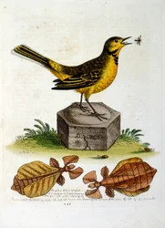 Akvarellillustration från en bok med sällsynta fåglar av G Edwards 1750. George Edwards (1694-1773) var en brittisk naturforskare och ornitolog. Han reste mycket genom Europa och studerade naturhistoria och fåglar i synnerhet. Han fick ett visst erkännande